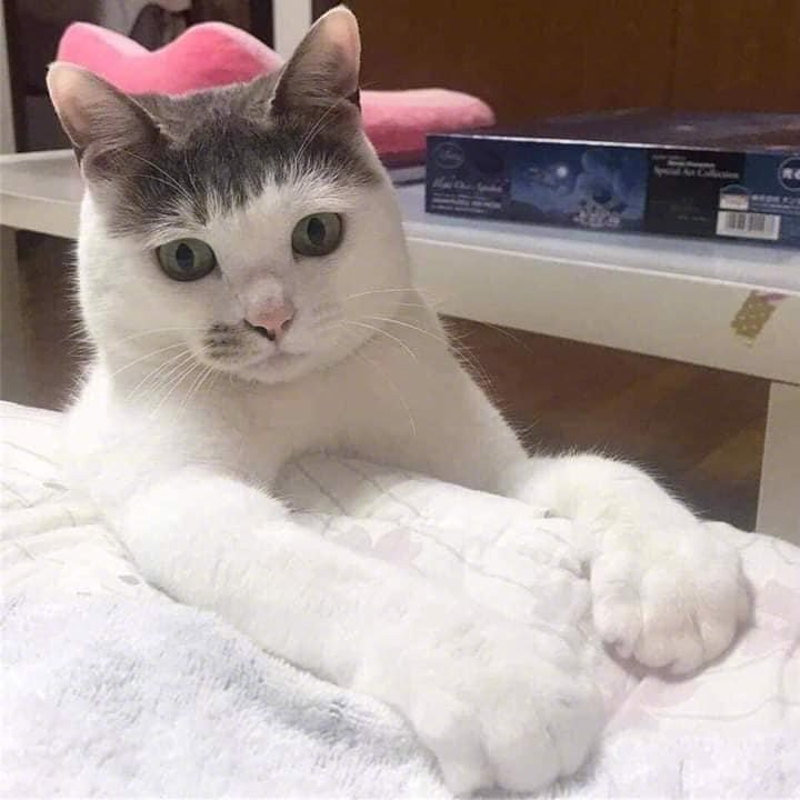 好俊俏的猫咪...