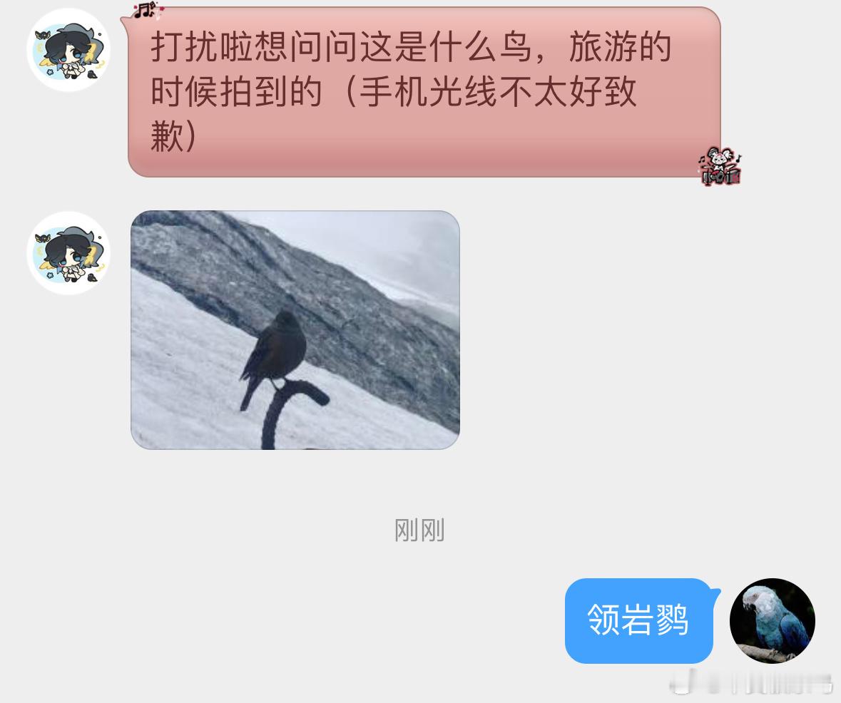 鸟粉投稿 高山上的【领岩鹨liù】一脸不屑的表情！ ​​​