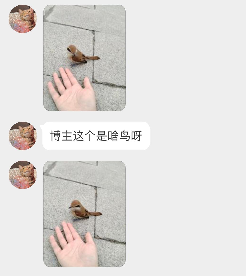 #鸟粉投稿# 是一口就能咬破你手指的【红尾伯劳】别看它小，是能抓小老鼠的🐭 ​