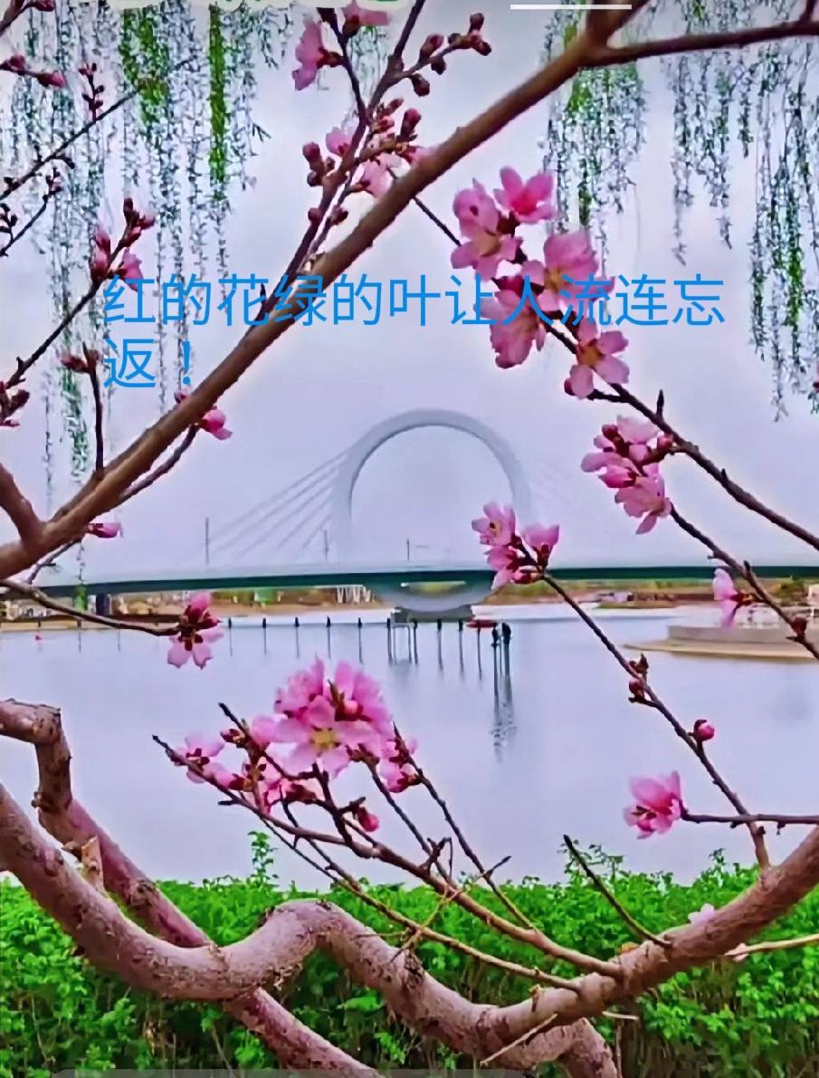 春天到了，小区简直成了花的海洋！一进小区，就能看到桃花粉粉嫩嫩，像小姑娘害羞的脸