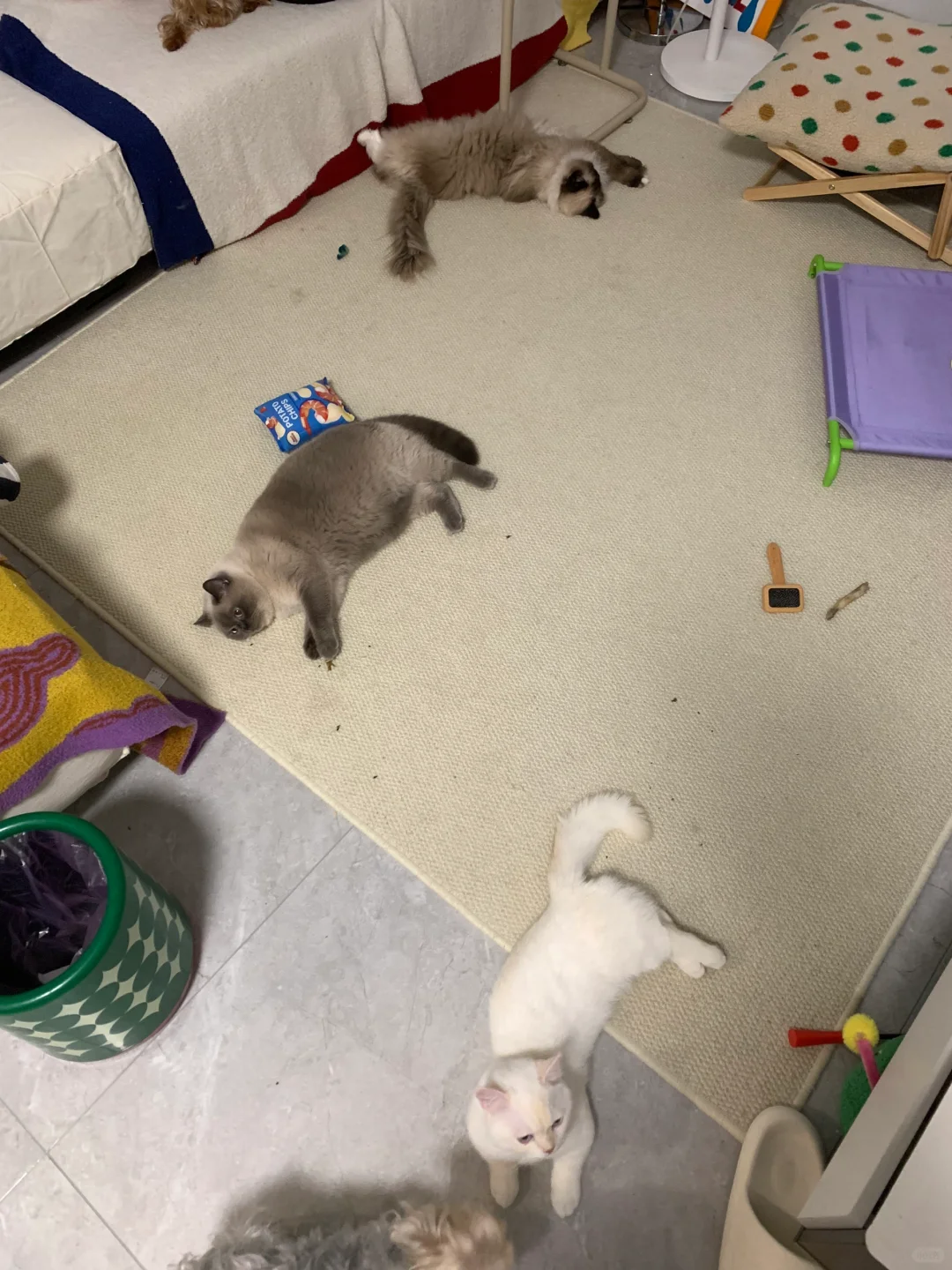 神秘的睡觉组织