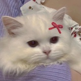 羊儿爱看影视剧
