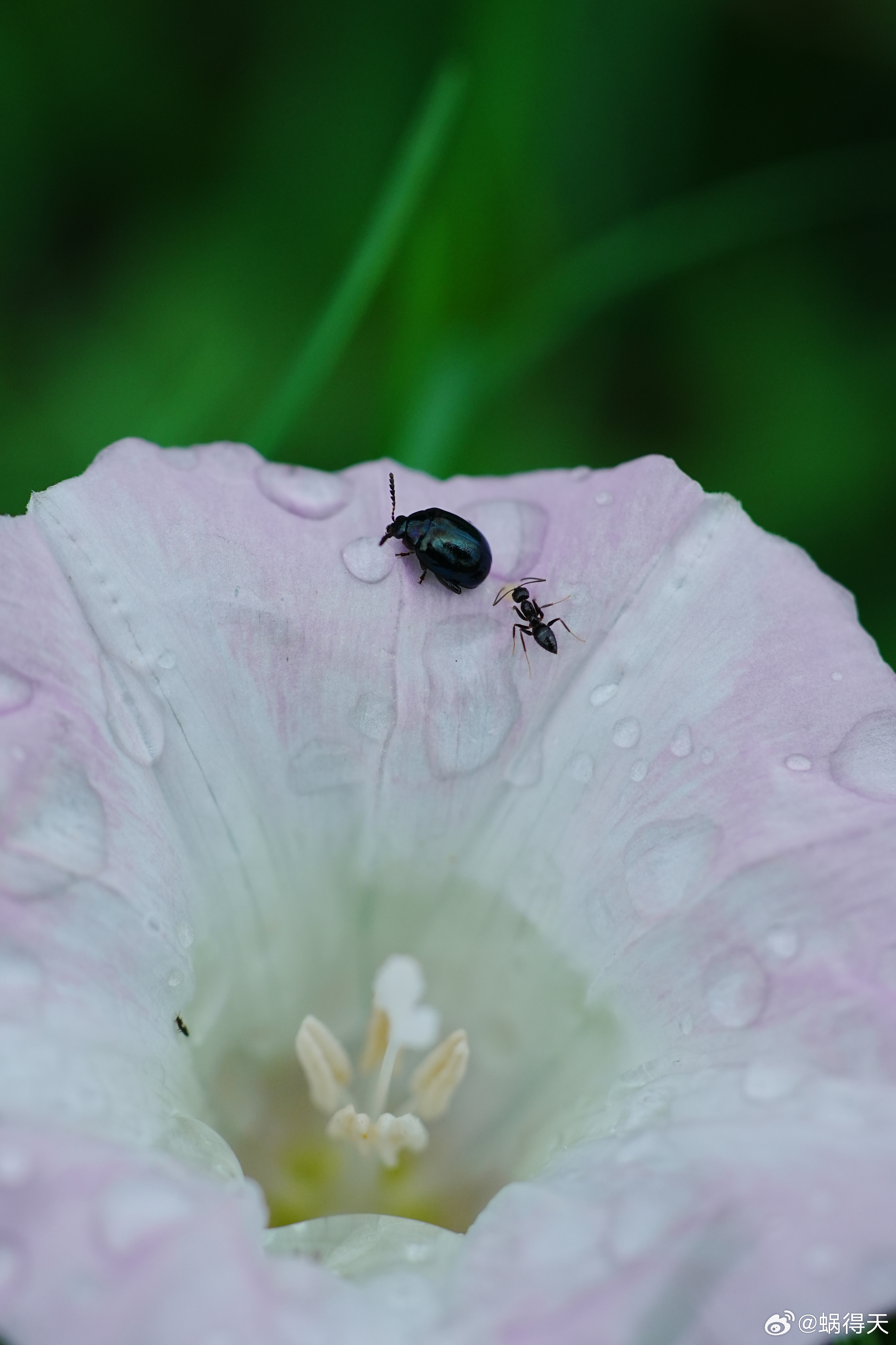喂，你一个人在干嘛呢？昆虫蜗的摄影日记