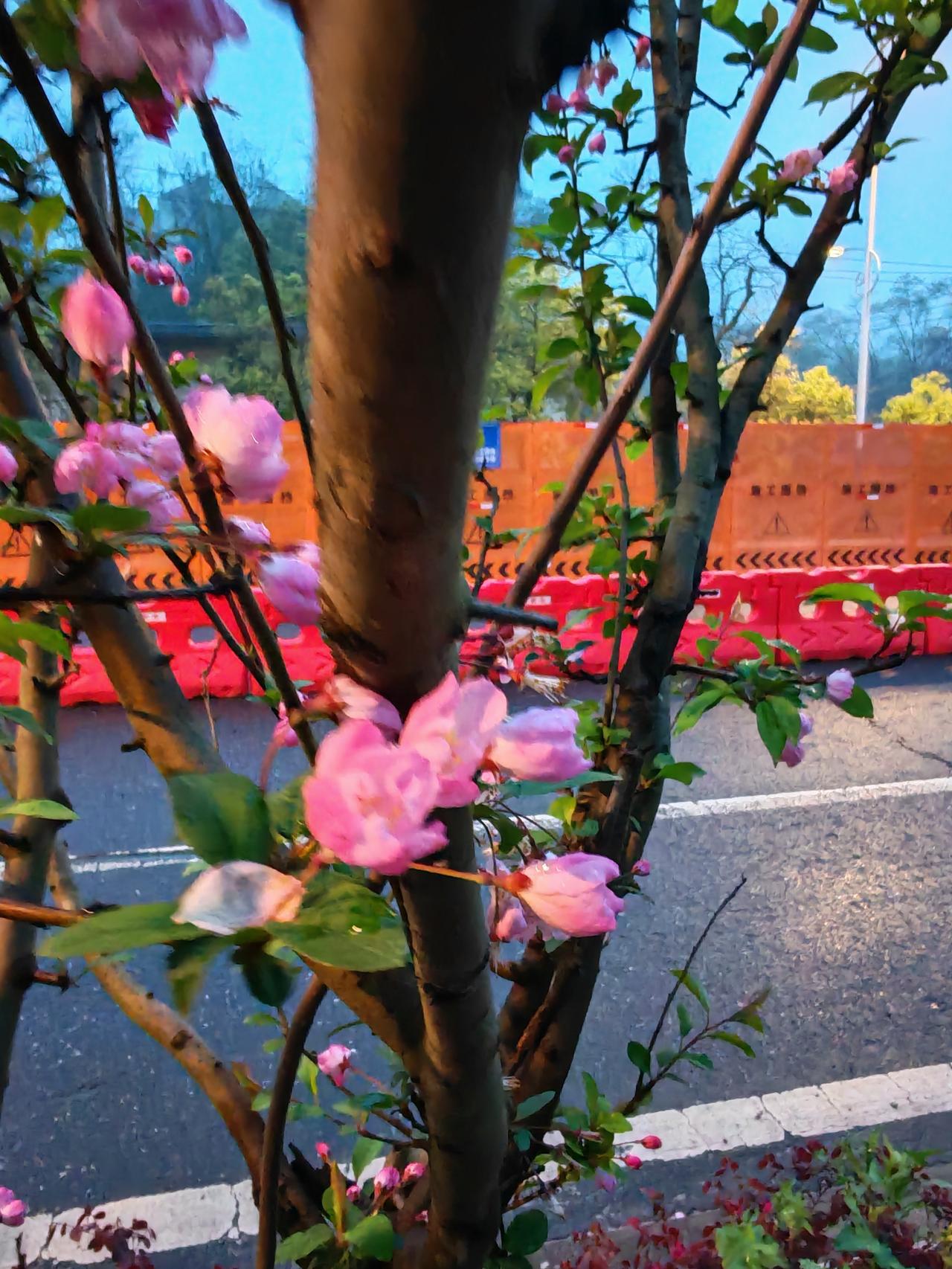 有没有漂亮的花朵图片吗