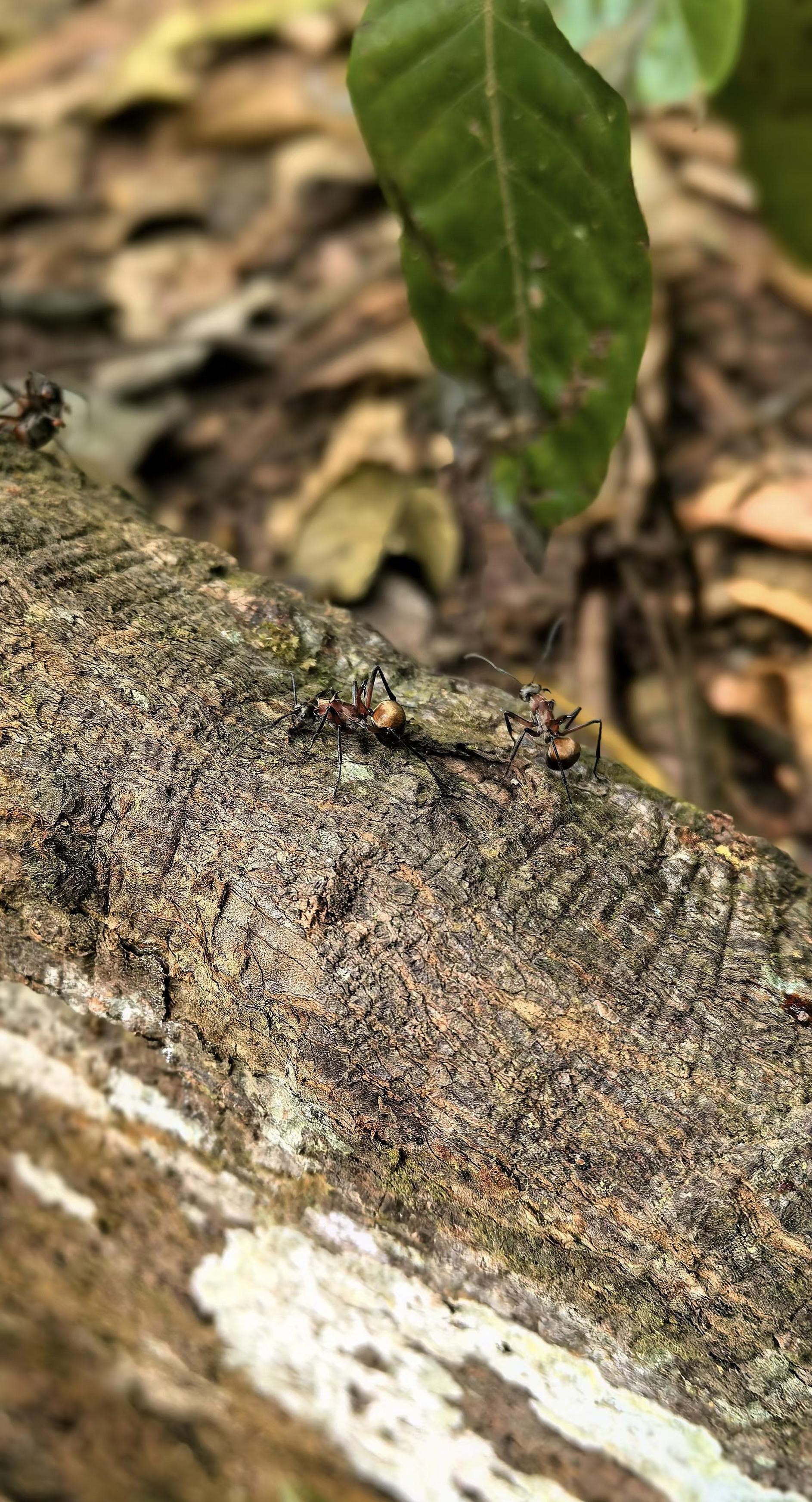 立春  观察昆虫 蚂蚁 生命的力量 自然之美