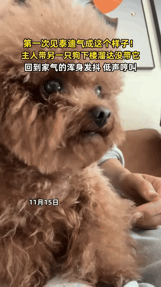 泰迪吃醋现场失控！
这下解释不清了
博主家有两只泰迪，带小泰迪遛弯没带大的……回