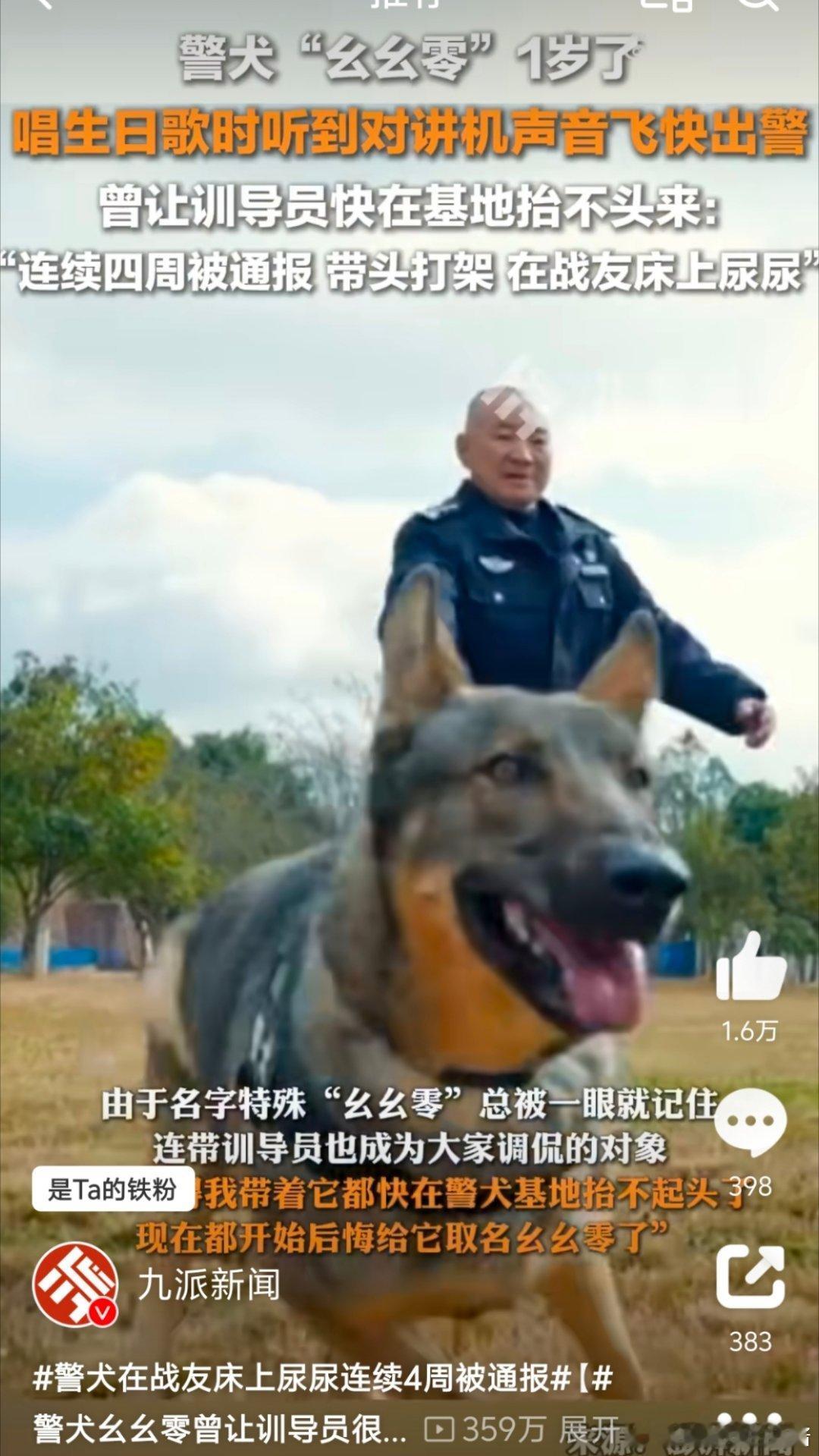 警犬在战友床上尿尿连续4周被通报 又闯祸能立功，简直就是军犬届的“李云龙”……[