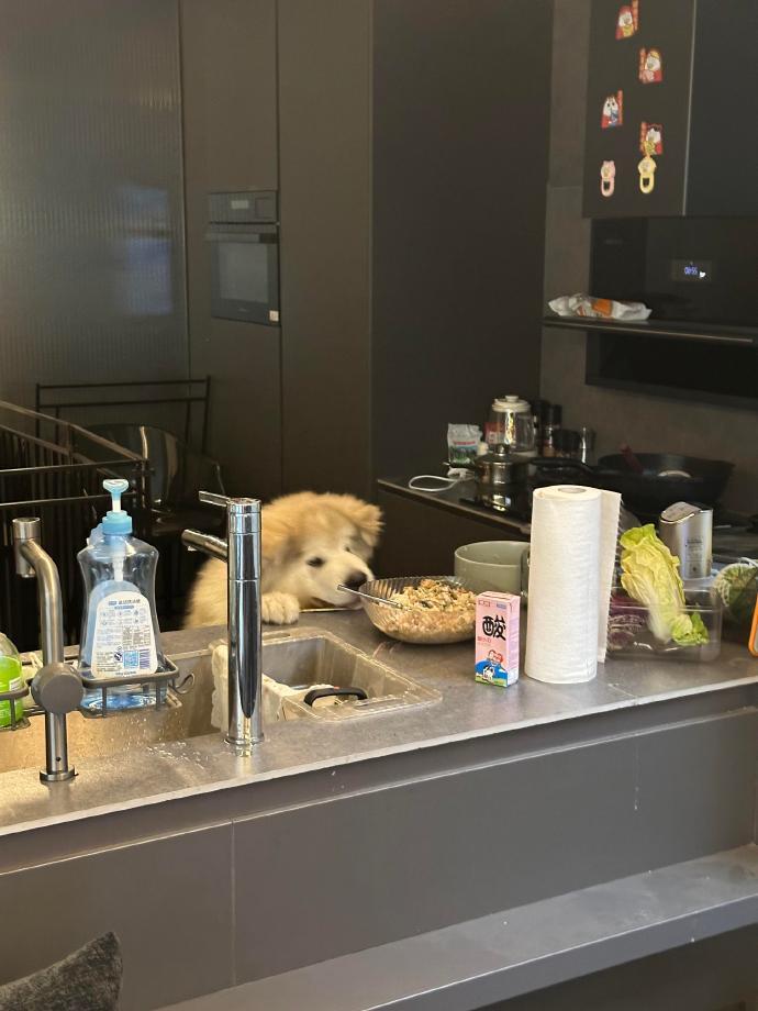 狗：今天这饭我非吃不可 