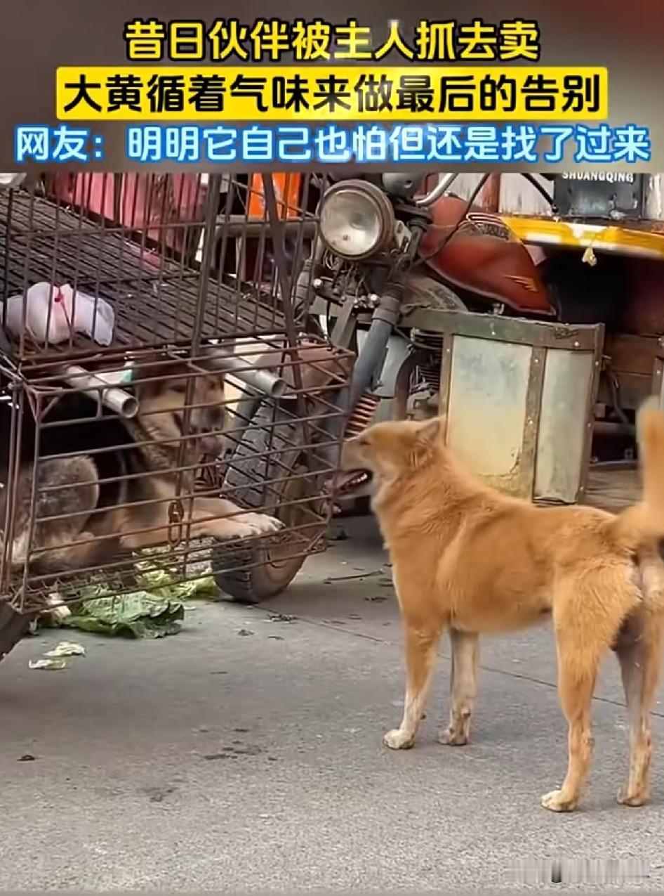 铁笼冰冷，困住了往日朝夕相伴的伙伴。往日一同玩耍、彼此依靠的狗狗，即将被主人带走