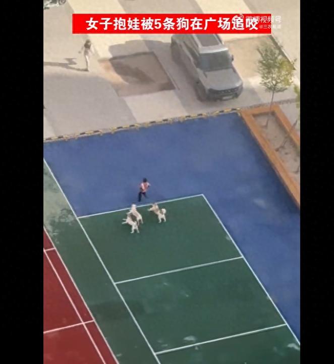 “太吓人了！”甘肃，五条未拴绳的狗先是疯狂追逐一名孩童，被一位成年人驱赶后竟未散
