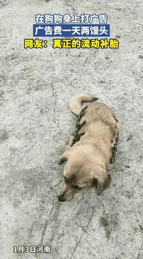 见过做广告的，但如此广告，恐怕天下一绝。
不知道狗狗的主人生意如何，但如此忠实的