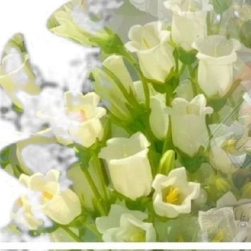 万花世界鞠婧祎0618生日快乐         ˗ˏˋ🜲ˎˊ˗˚₊♡ᵕ̈ʜᵅᵖ