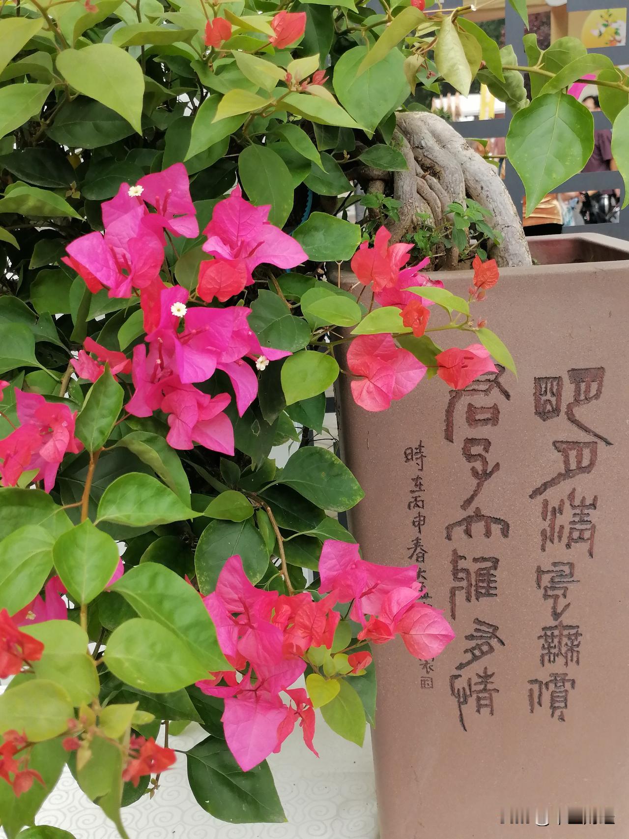 姹紫嫣红，秋风乍起的时候，正是盛开之时！