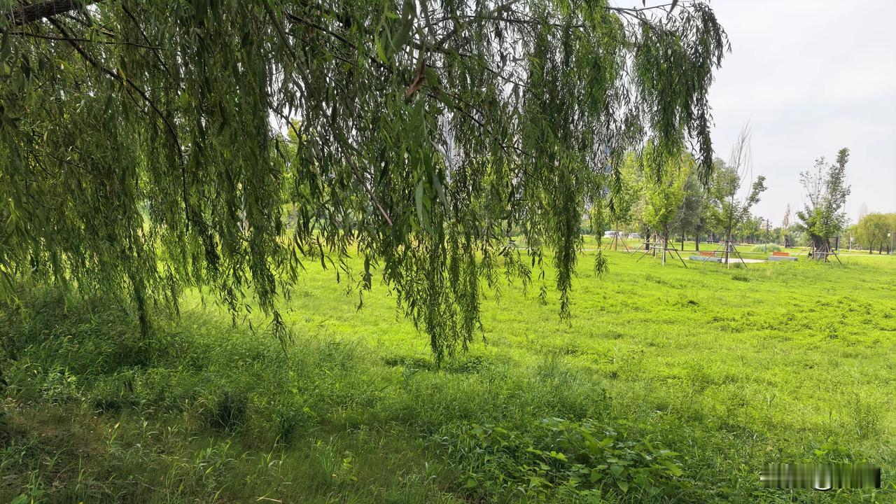 【七绝·秋风荡柳】
闲看秋风荡柳悠，
静听林下鸟啾啾。
浮云几许天边挂，
尽把人