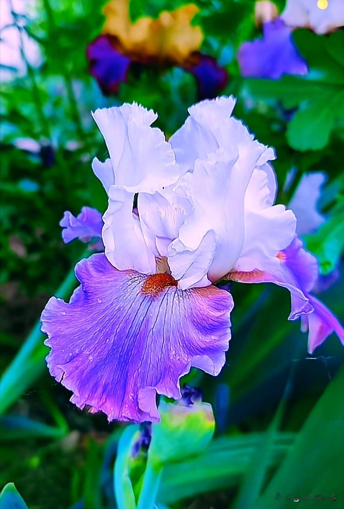 德国鸢尾叶片呈剑形而扁平，花朵大而美丽，有着仿佛蝴蝶一般华丽而立体的花型，一朵花