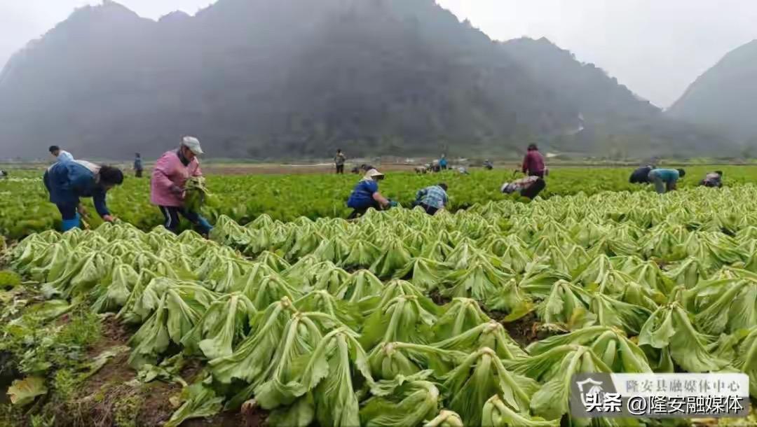 隆安县都结乡：冬闲田变身“致富田”，小小芥菜带来大收益

春风送暖，万物焕新。在