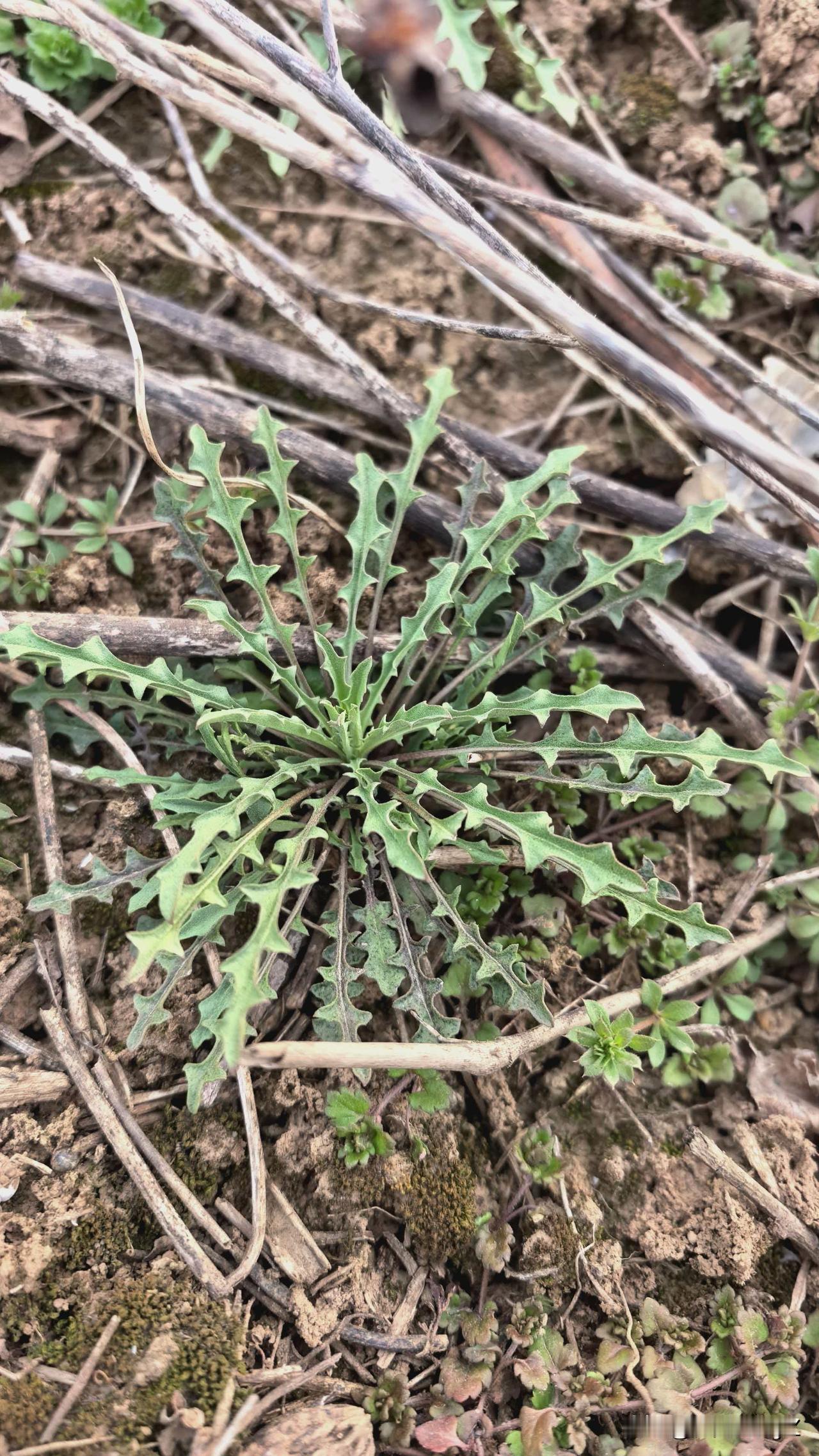 挖荠菜的时候，看到地里有很多这个，这是什么？长得有点像荠菜，能吃吗？