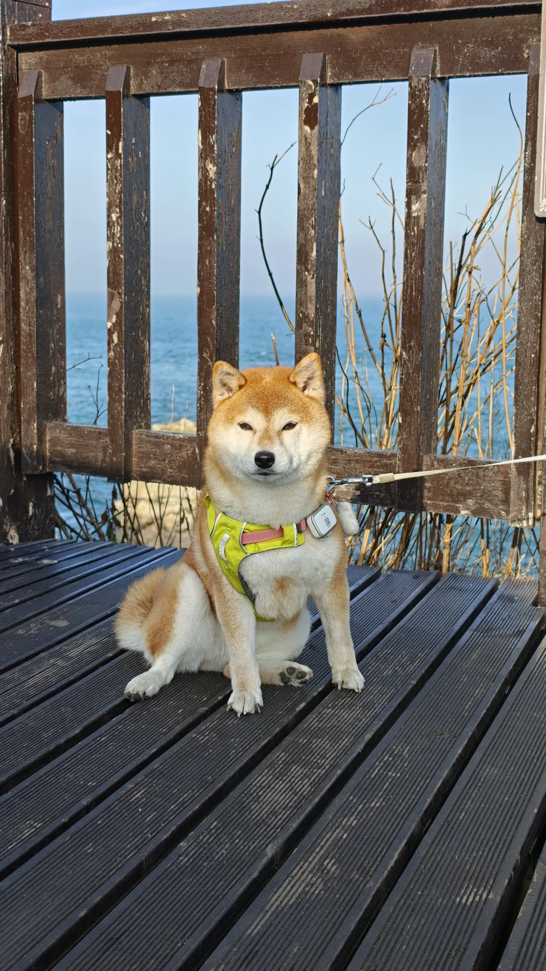 我恐高，谢谢