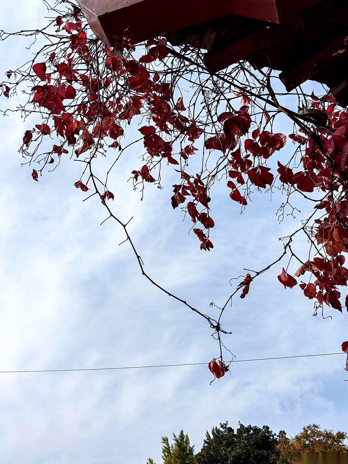 手机天气预报弹出来，我哆嗦了一下。
最高温，11度。
洛阳的冬天，看来是真不打算