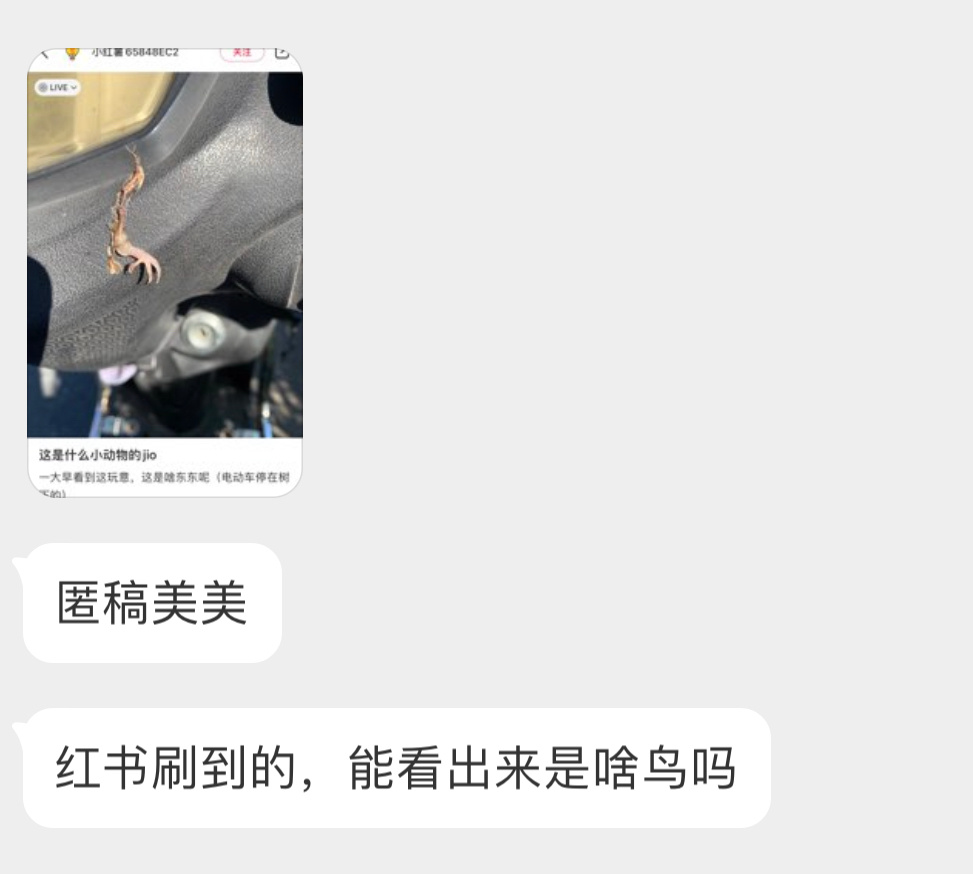 ？？？啊这…根据爪子的形状和旁边黄色的绒毛来看，应该是一只斑鸠的幼鸟 大概率珠颈