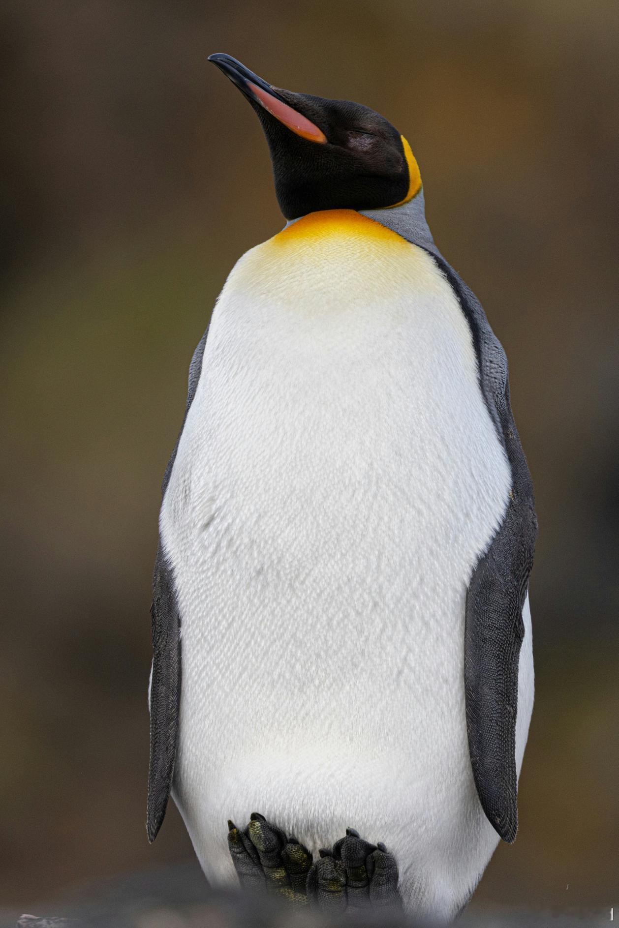 “冰冻守护者”南极  还能守护多久？4月9日，世界自然保护联盟（IUCN）发布最