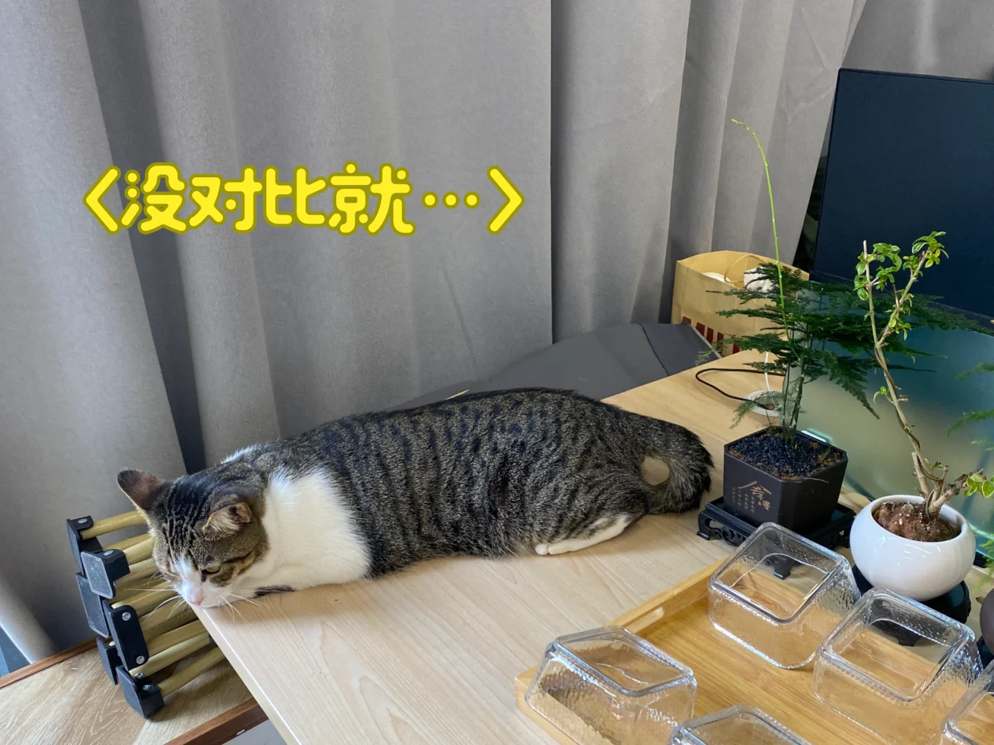狗七是一只猫条