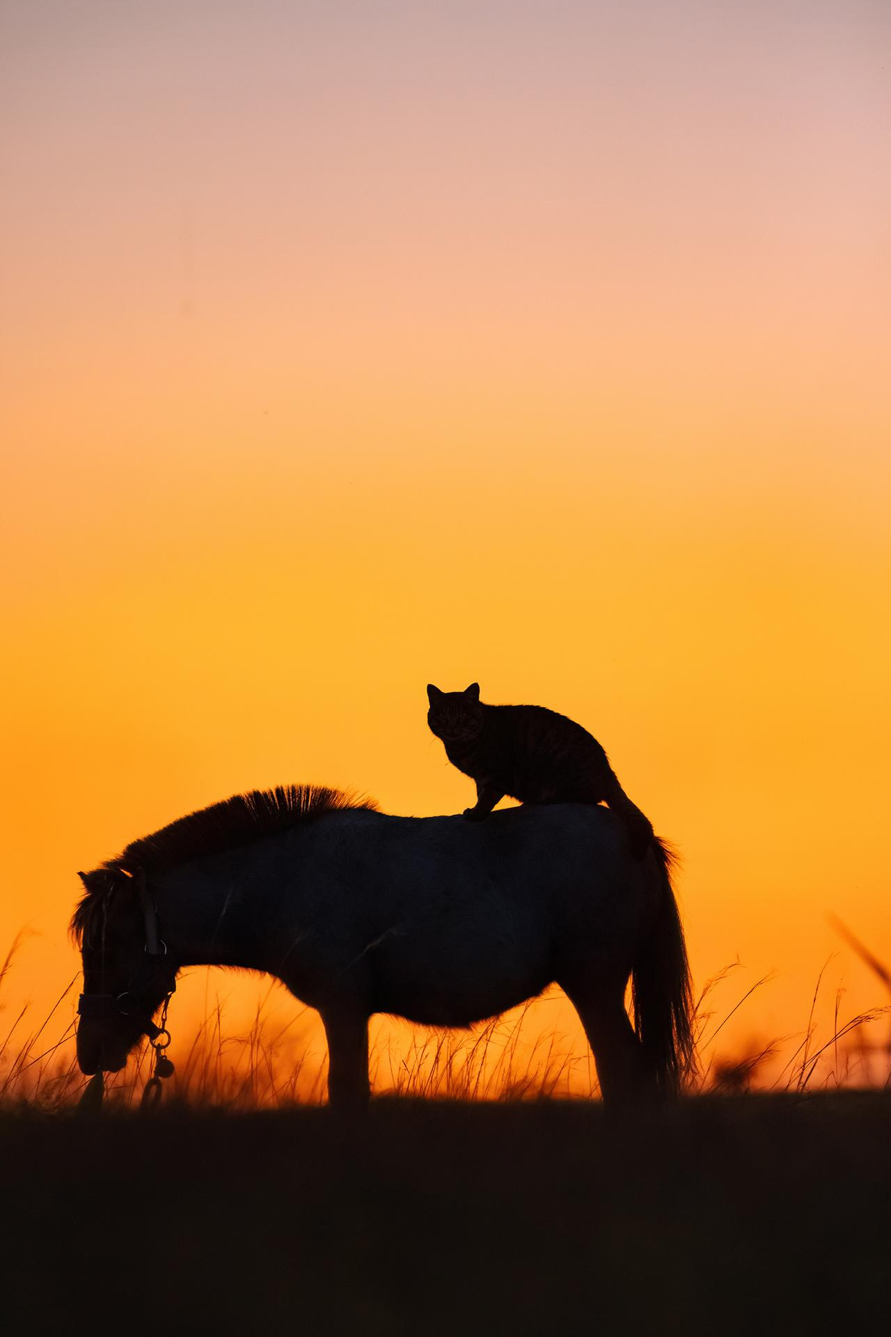 马年，马上有猫。今年大年初一，先给大家拜年了，也终于可以发我去年在草原...
