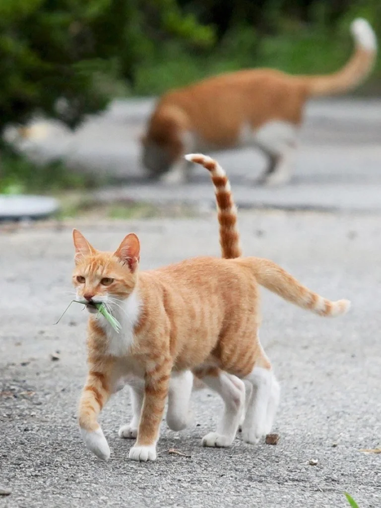 大橘打猎完带小橘回家