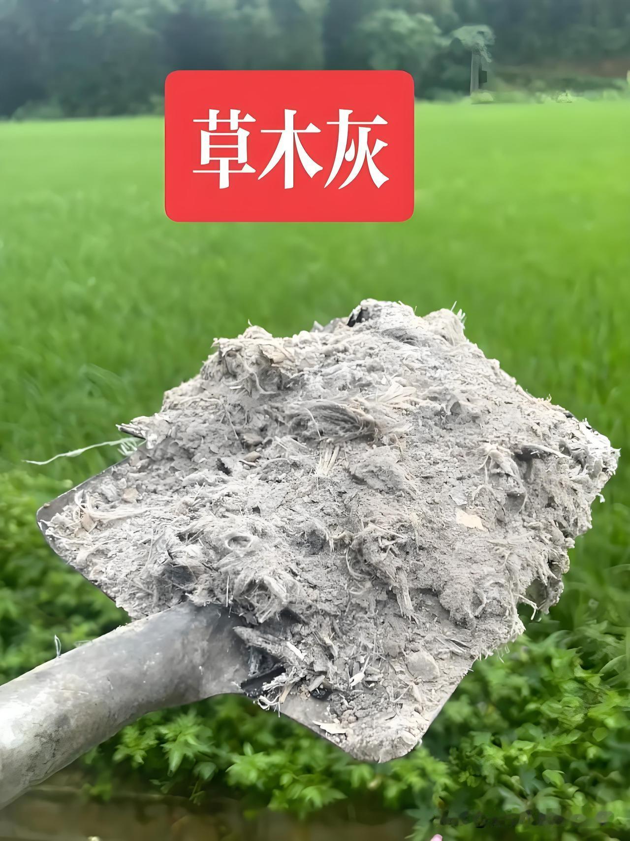 草木灰和稻壳炭的区别:
 
很多菜友把草木灰、稻壳炭当成一样东西乱用，其实差别很