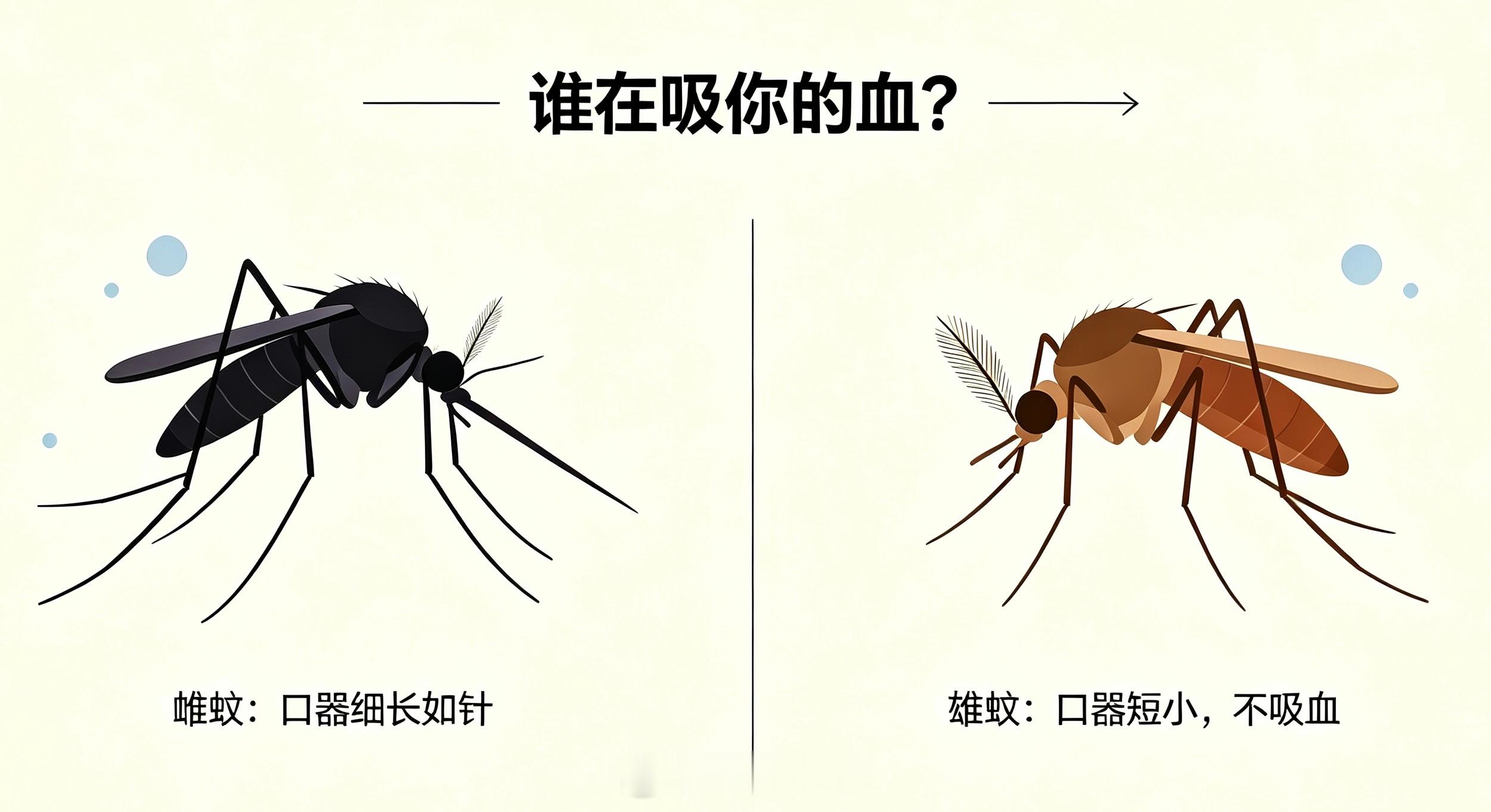 只有雌性蚊子才吸血，因为血液中的蛋白质是产卵必需的营养来源。雄性蚊子只吸花蜜和植