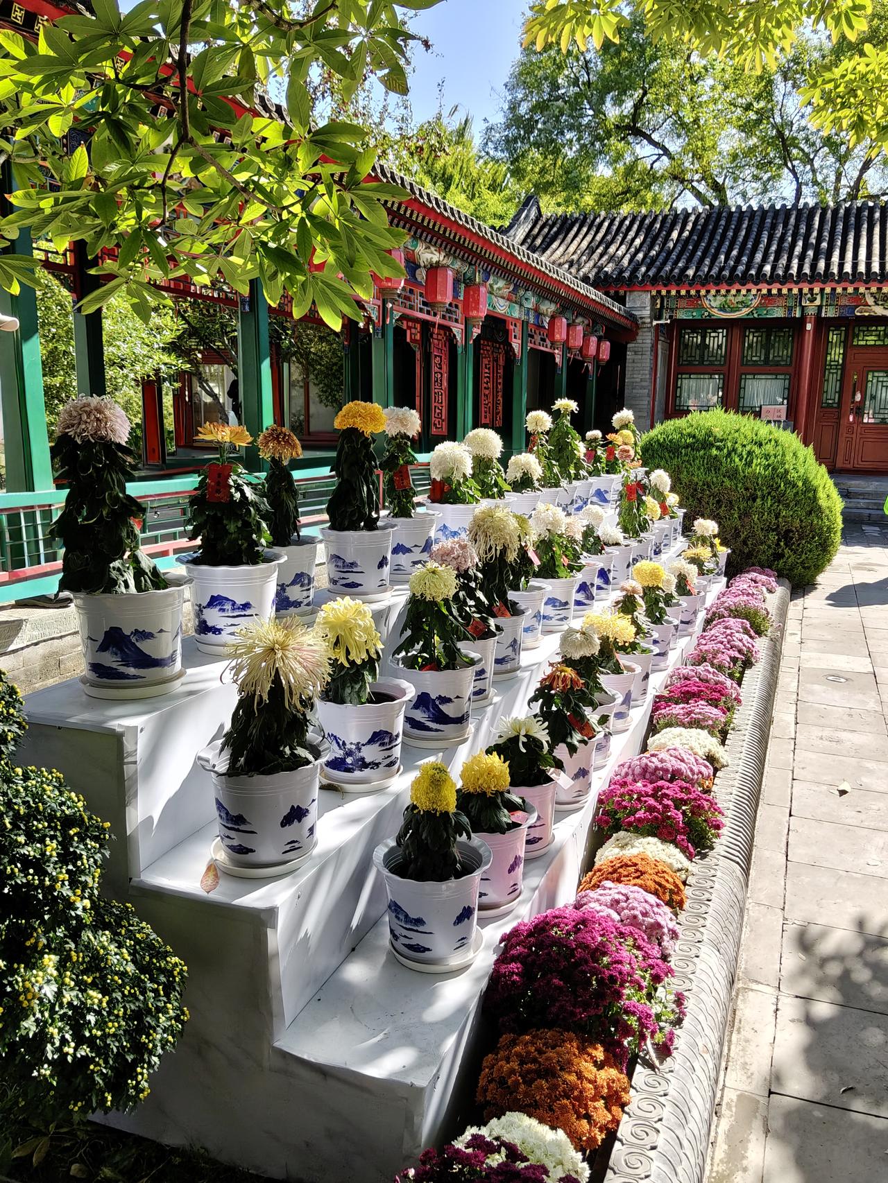 紫竹院行宫赏菊
早晨接到堂妹的电话，她昨天刚从深圳到京，约我今天找个市内公园赏秋