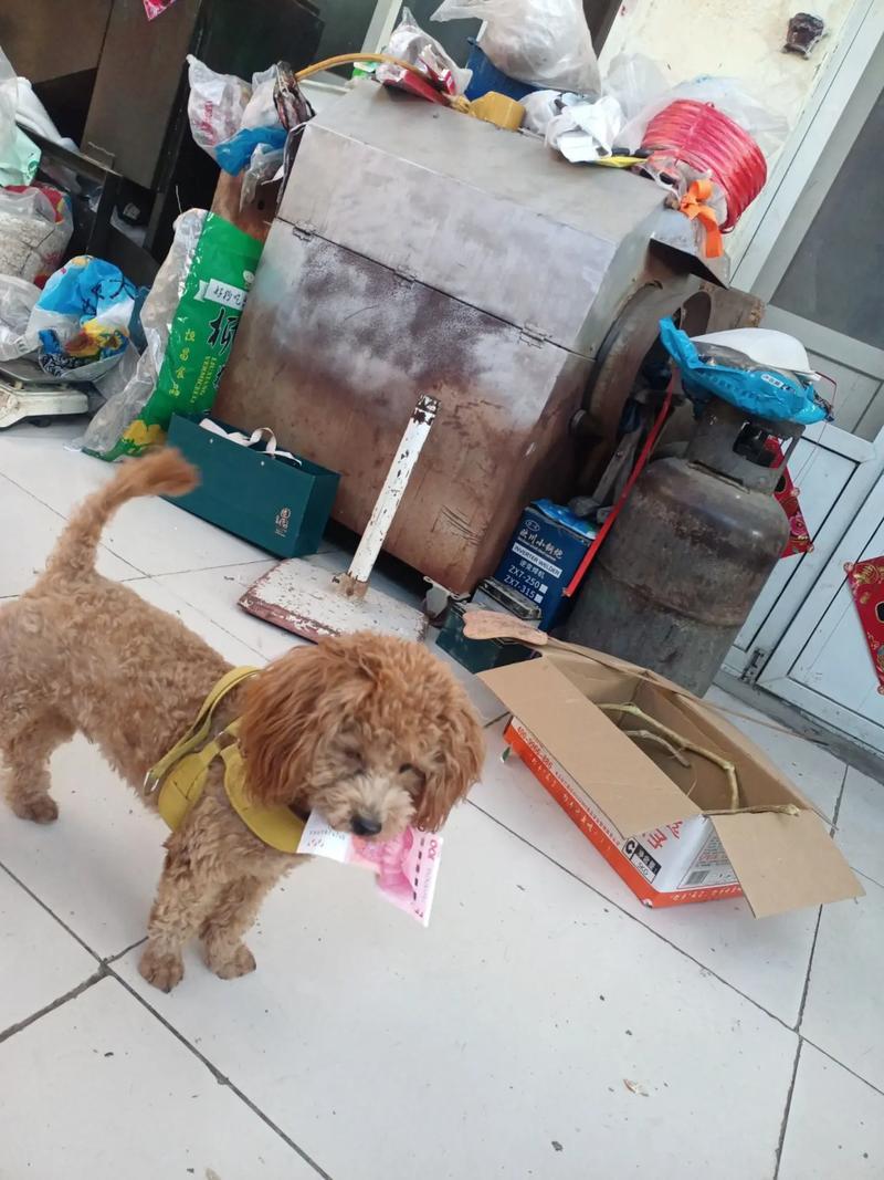 成精了！狗狗叼百元大钞上门，找邻居换火腿，监控拍下全过程

一网友在家清点现金时