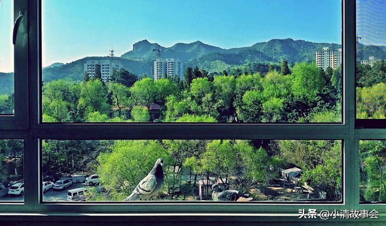 生活匆忙，美好却常藏于不经意间，家中窗外便是一处宝藏角落。
清晨，第一缕阳光穿透