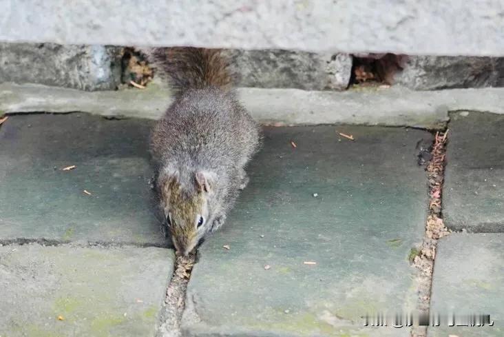 
在红螺寺，一只小可爱被镜头捕获了[礼花]