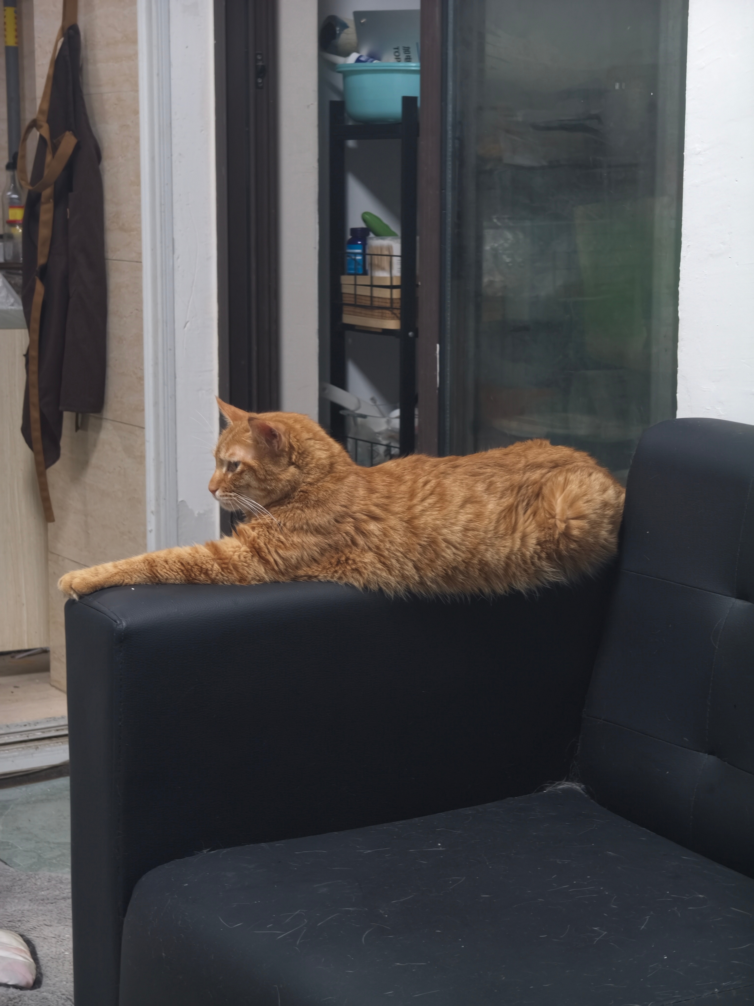 四大天王不同状态拾伍的猫奴生活