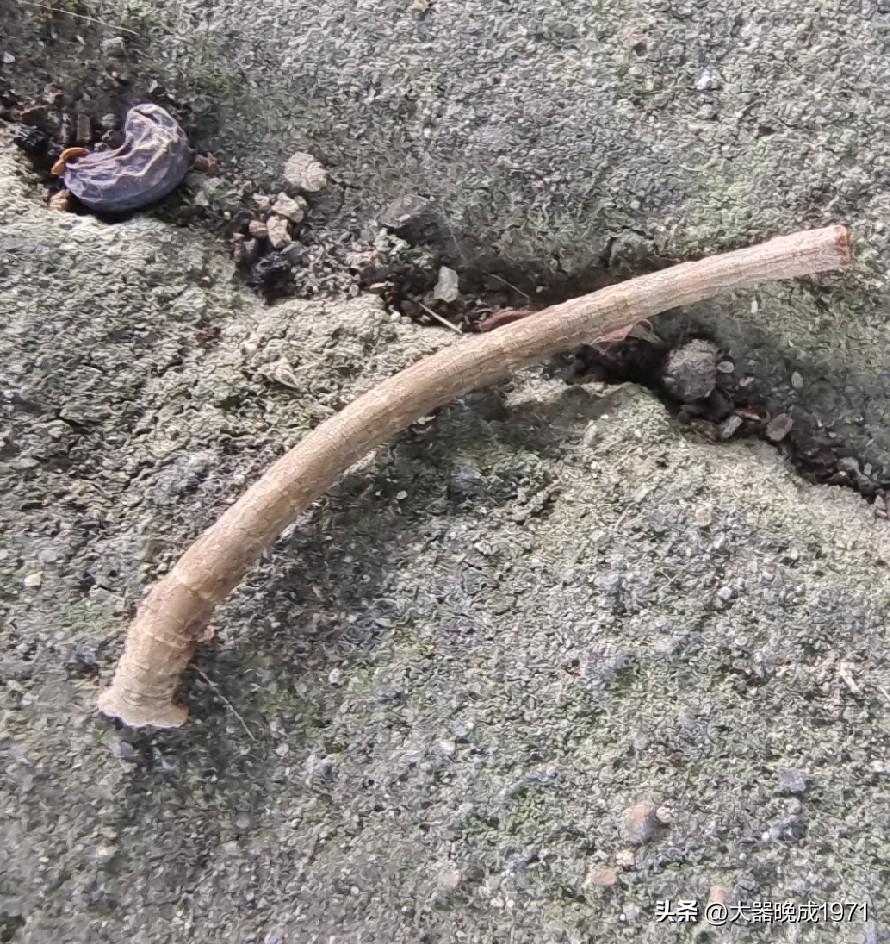 用烟头烫[捂脸][捂脸]

开心一笑😄

下图是会伪装的尺蠖（树枝虫）
装睡的
