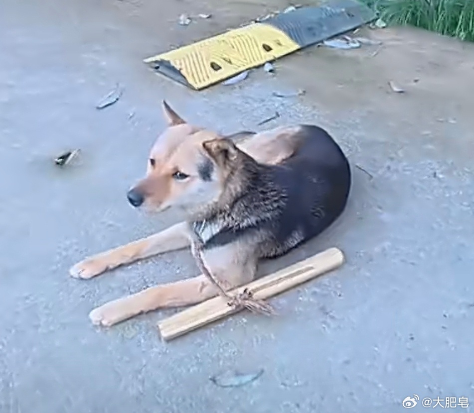 狗狗因追车被主人制裁了 好像很多狗子喜欢追车，哈哈哈。你看这个小眼神，哈哈哈哈，