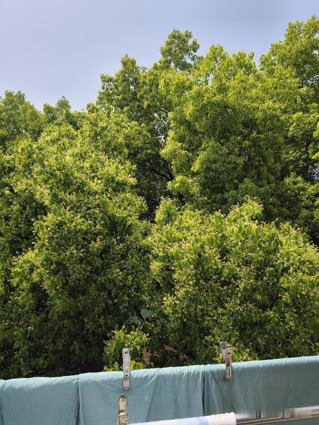 窗外的香樟树

      窗外的香樟树近在咫尺，正值盛花期，散发出馥郁的清香。