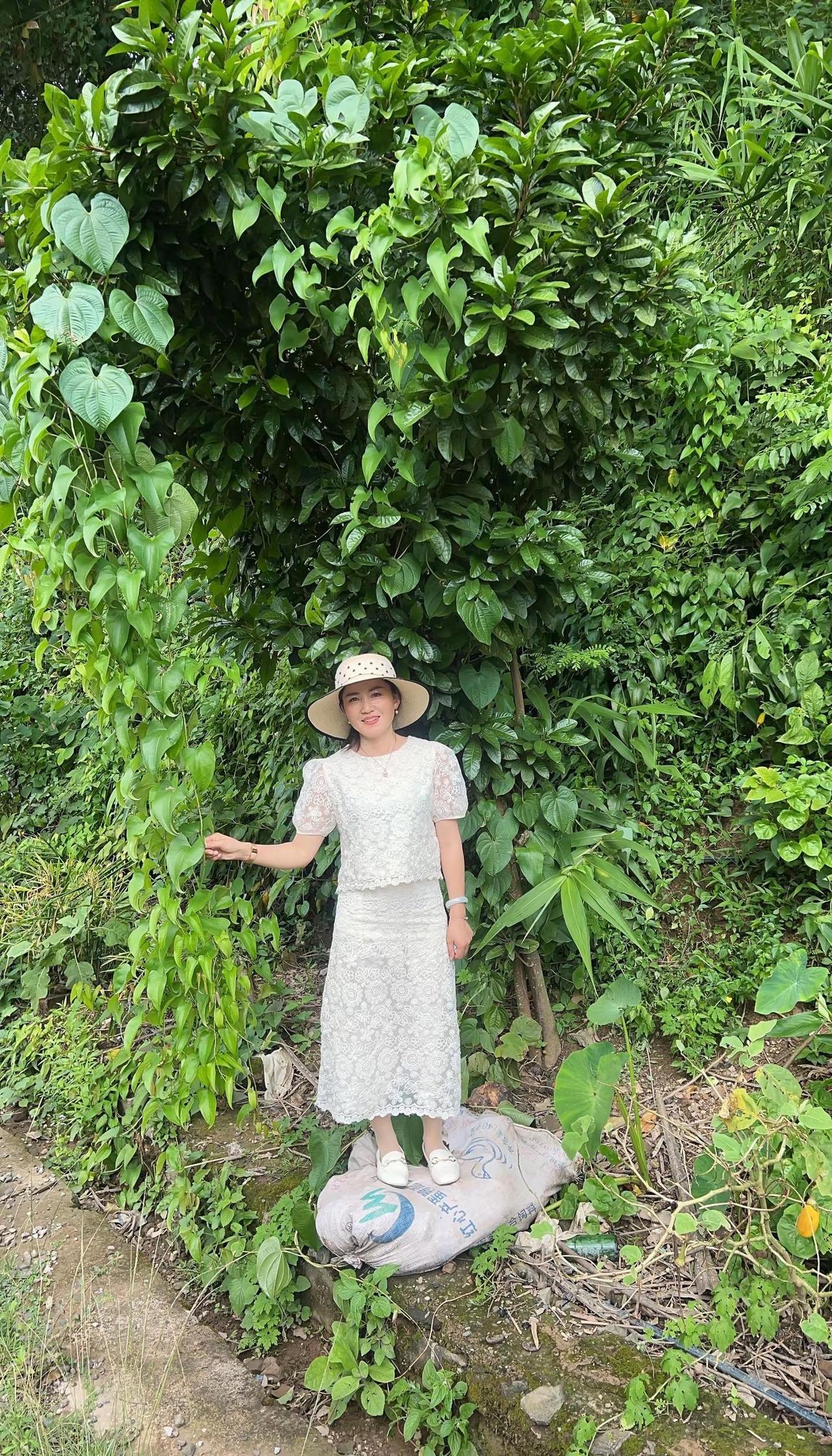 站在这片漫溢着生机的绿意前，风轻轻拂过枝叶，伸手触碰那片带着心形轮廓的叶子，指尖