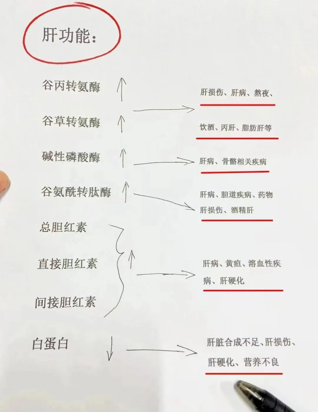 肝功能解析来了！