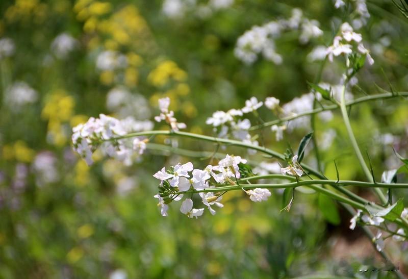 七绝|四月田园吟
田园四月绽黄花，
已是青梅照晚霞。
潋滟波光飞艳影，
风清气爽