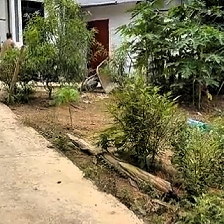 小叔家里养的这口大猪，惦记的人太多了，小叔的老丈人头一天就来到了工地，等他回村到