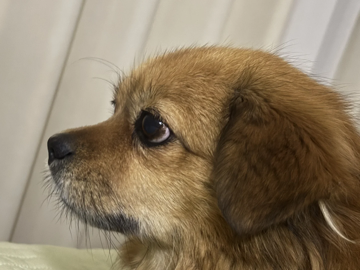 最近懒洋洋的小笨