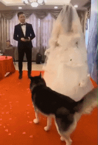 新人结婚突发奇想让二哈献上戒指，本来都完美完成任务了，结果最后二哈硬是朝着新娘撒
