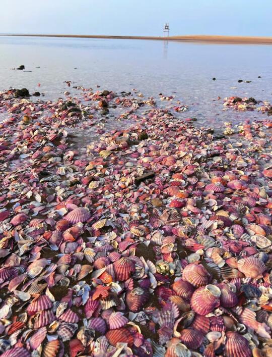 烟台私藏！这片粉色贝壳沙滩美到窒🐚