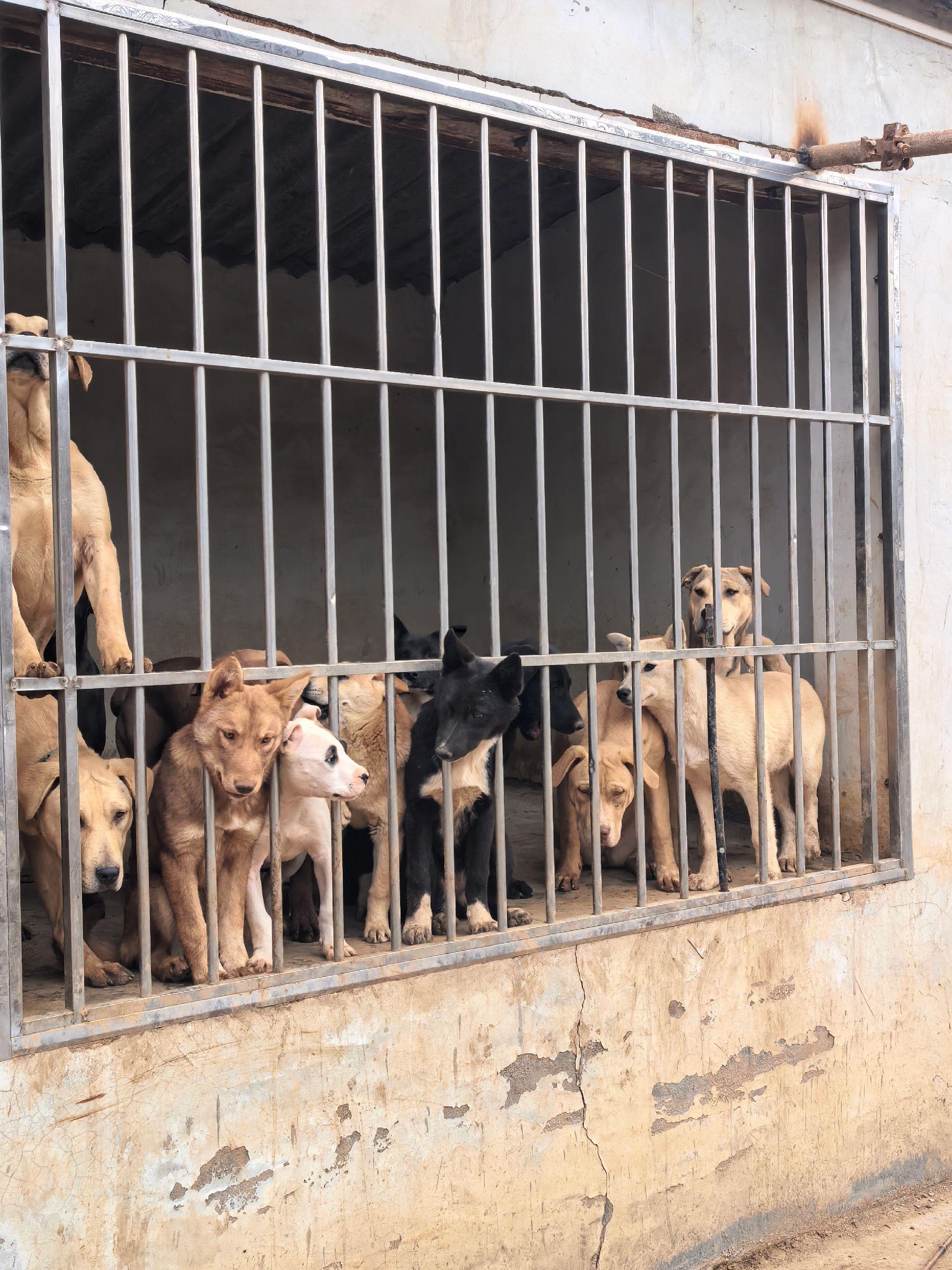 宠尤鲜公益护农洋哥 实战猎犬