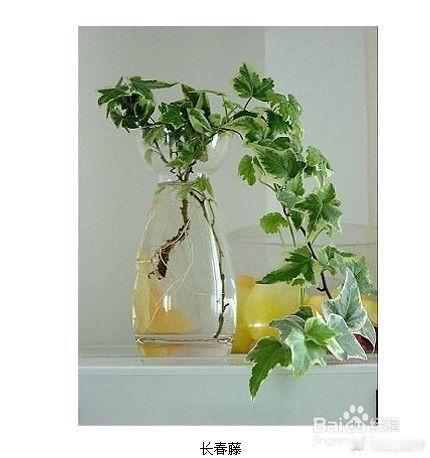 植物选择 　　婚房中的植物最好是选择那些寓意吉祥的植物，诸如百合、万年青、常青藤