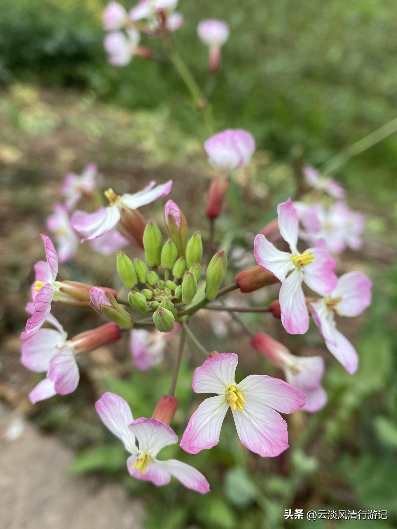 今日分享随手拍照片春日的缤纷色彩，预示欣欣向荣的丰收！看看大家都认识哪些呢？