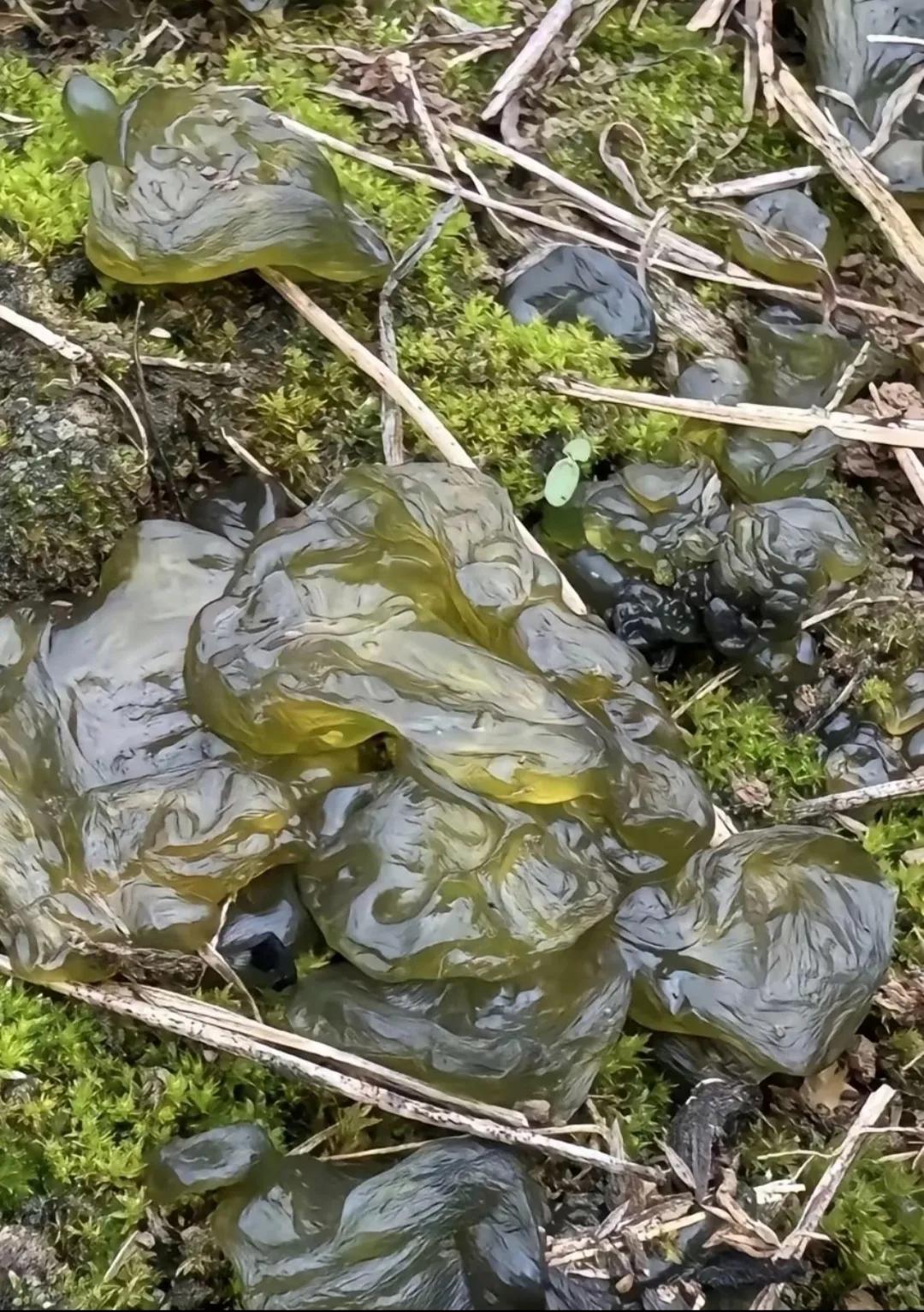 问了100个人，没有一个人知道它的学名。大山里的宝藏！你们家乡叫它啥？