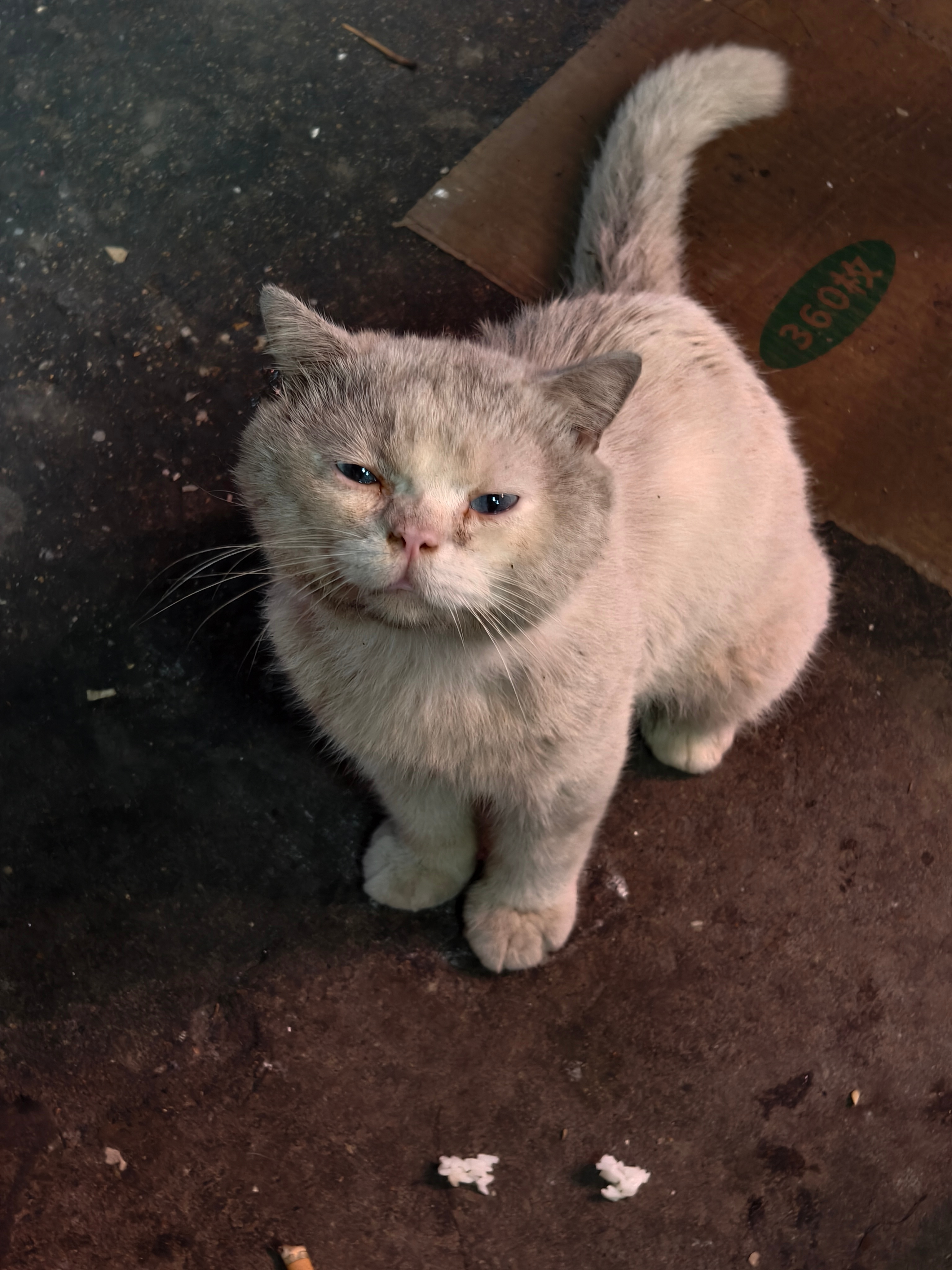 昨晚洁癖哥吃饭的时候遇到的脏脏猫咪，他非得把他的凉拌猪耳朵拿去喂，猫咪舔了一下就